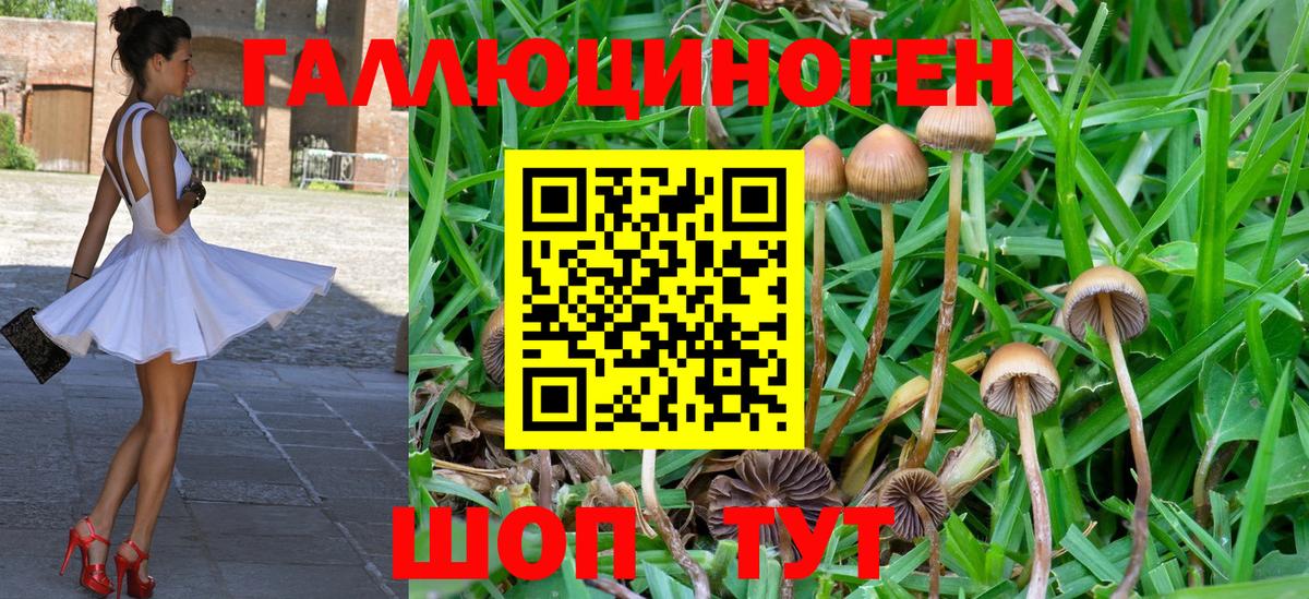 Галлюциногенные грибы Cubensis Новокубанск